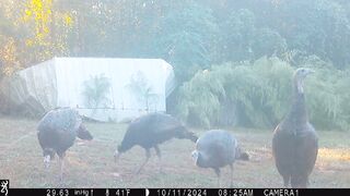 Turkeys.