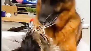 Funny cats & dogs  video clip ????????