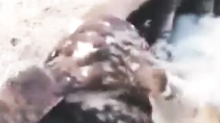 حض هذا الثعلب المسكين وهو بين يدي عقابين