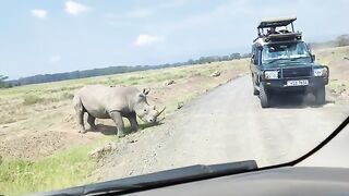 White Rhino crossing the road.
