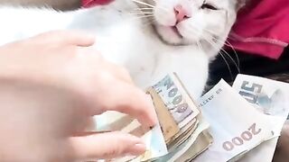 Meong juga ngerti duit
