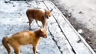 Meong main tampol tampolan