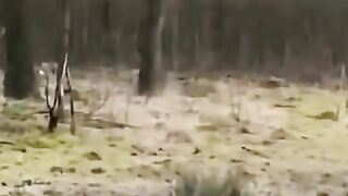 I thought they used their antlers to fight