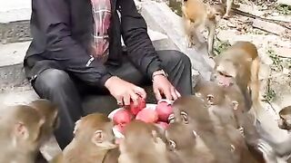 Ngasih makan Apel sama kawanan monyet