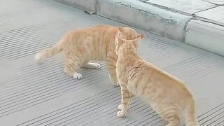 Duel Antar oren