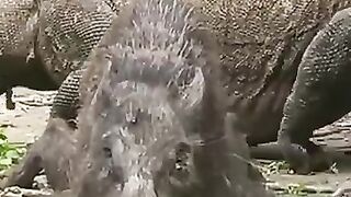 hog-hog-hog-animals-viral