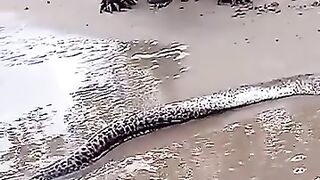 how-komodo-dragons-eat-electric-eels