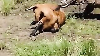 wild-animal-life