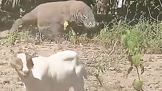 best-moment-komodo-hunt-goat