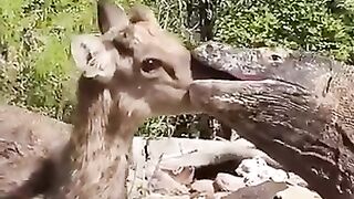 deadly-kiss-of-komodo-dragon-to-a-deer