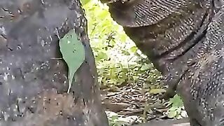 the-moment-when-an-exhausted-dragon-swallows-a-wild-boar