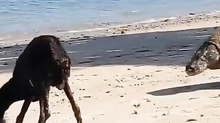 real-life-dragon-without-wings