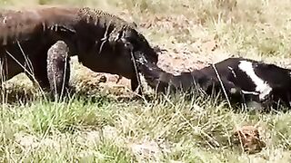incredibly-today-the-commods-attacked-the-local-goats