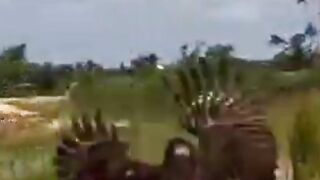 عقاب يهاجم دجاجة