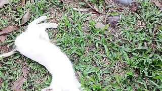 LUCU BANGET KUCING NYA