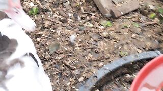 My baby ducks