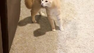 Kucing lucu banget bisa ngomong