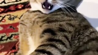 Kucing lucu banyak tingkah