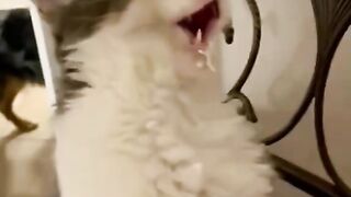 Kucing lucu otak beku owalah