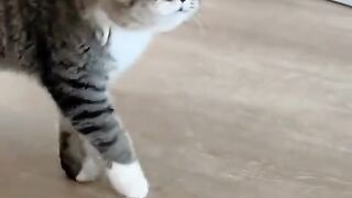 Kucing lucu bisa ngomong bahasa kucing