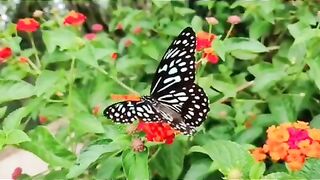 facts butterfly