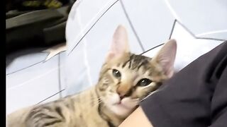 Kucing lucu nempel terus