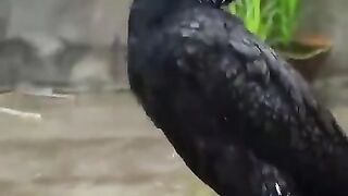 name ????Quran????recitation????beautiful_voice_#ytshorts_#shorts_#viralshorts(480p).