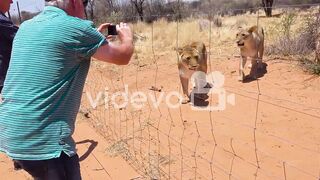 Lion and people amazing