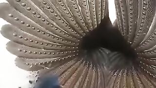 ماشاءاللہ
