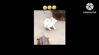 Dog and cat funny animal