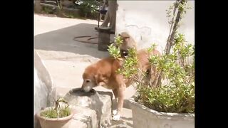 Dog vs monkey funny