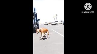 Funny animals