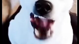 Funny animals