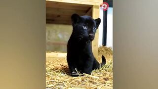 Cute baby animals 2023