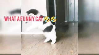 Funny cat videos