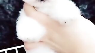 Funniest Cats 2023 #shorts #funny #shortvideos