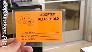 Shelter Dogs Get Adopted