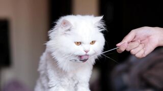 Persian cat videos
