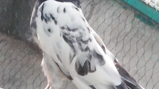 Kabatar