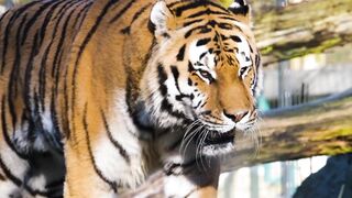 Most Dangerous Animal's