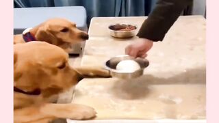 Funny dog