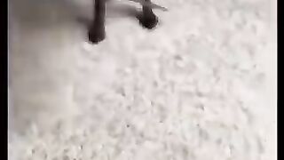 Dogs_and_Monkeys_war(360p).