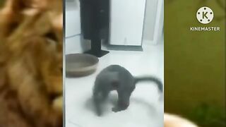 Best funniest animals videos