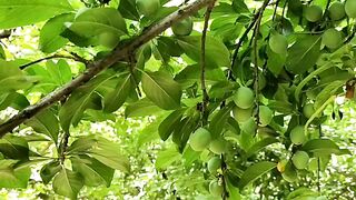 Relaxing and soothing greenery