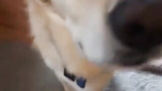 Cat dog funny