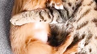 Cat vs dog funny