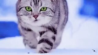 Cat baby