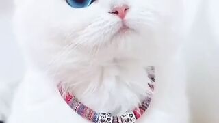 Cat baby