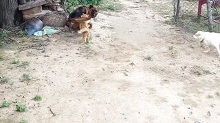 Cat Fight Dogs _part۔۔1
