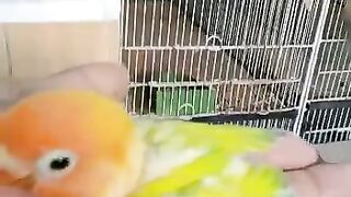Lovebirds green uwing opline cheks | bute lovebirds | birds1